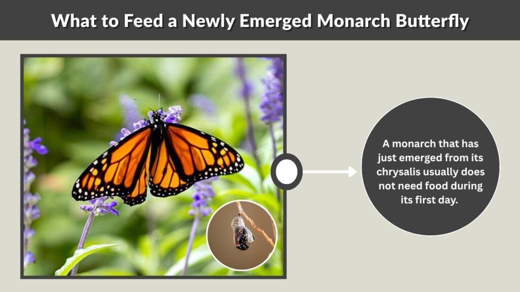 What to Feed a Newly Emerged Monarch Butterfly