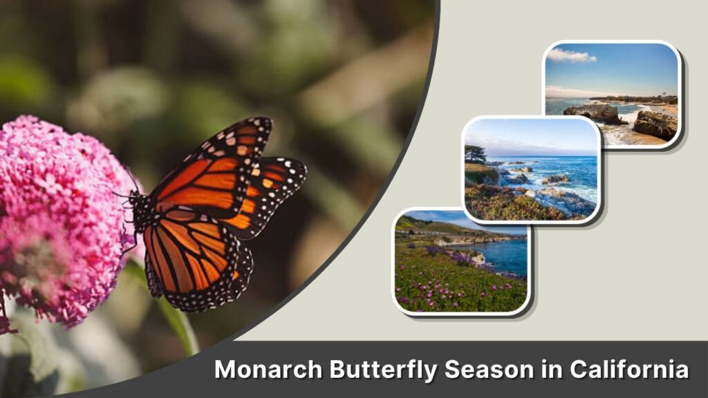 Monarch Butterfly Season in California