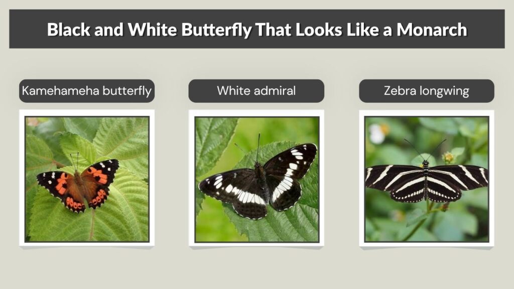Black and White Butterfly That Looks Like a Monarch