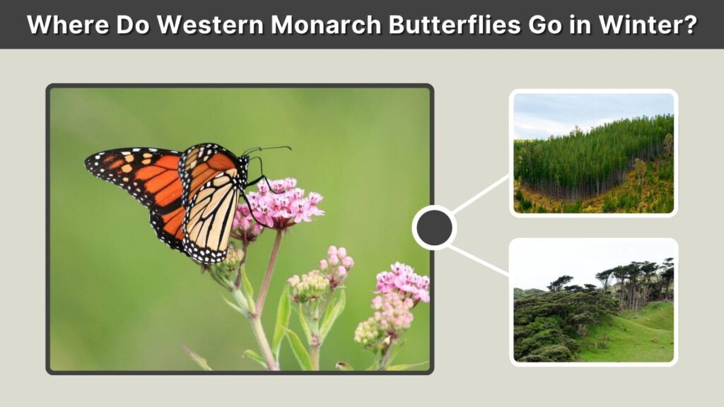 Where Do Western Monarch Butterflies Go in Winter?