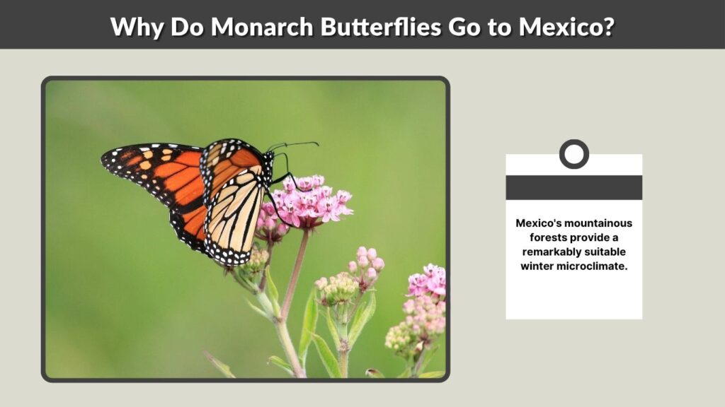 Why Do Monarch Butterflies Go to Mexico?