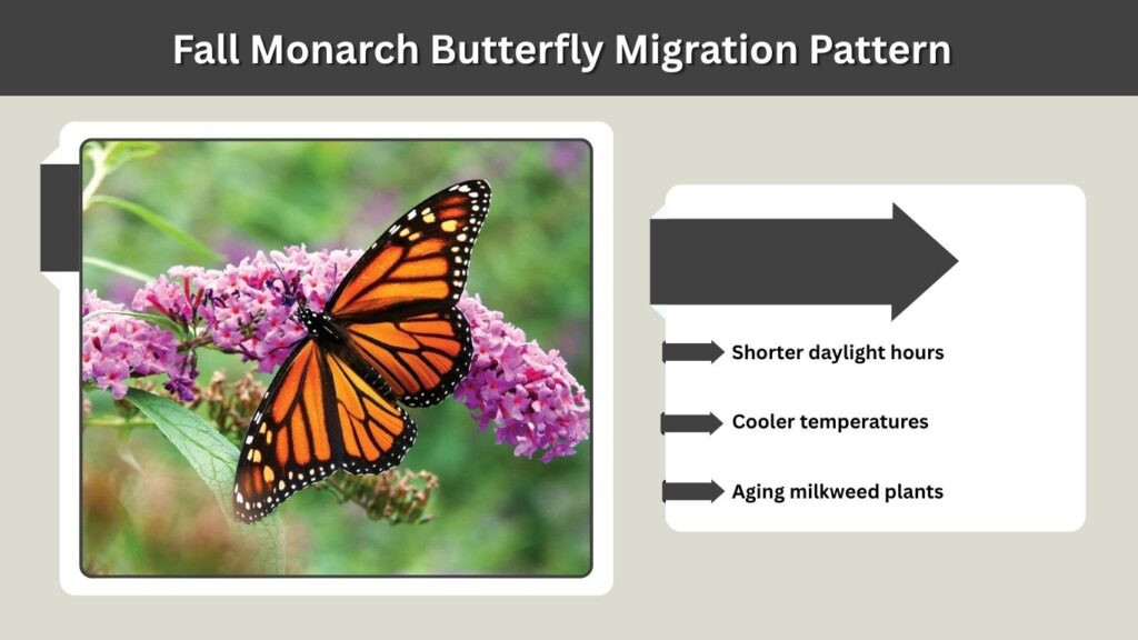 Fall Monarch Butterfly Migration Pattern