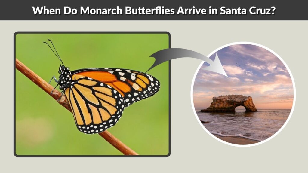 When Do Monarch Butterflies Arrive in Santa Cruz?