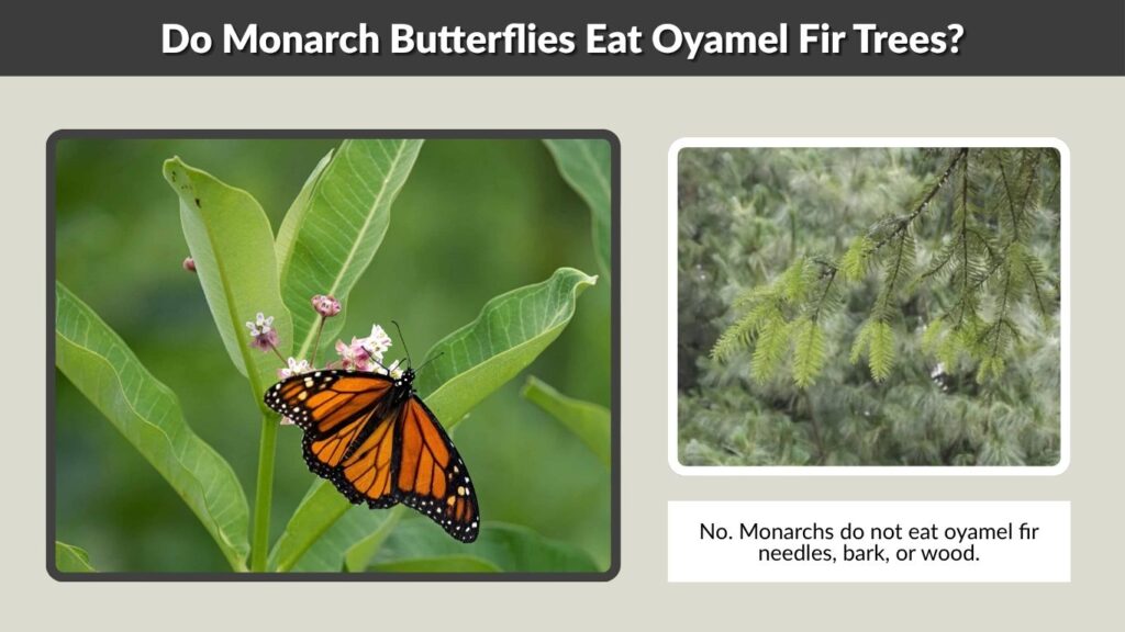 Do Monarch Butterflies Eat Oyamel Fir Trees?