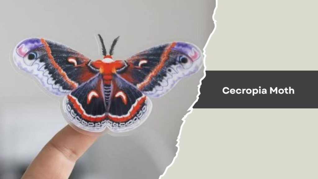 Cecropia Moth