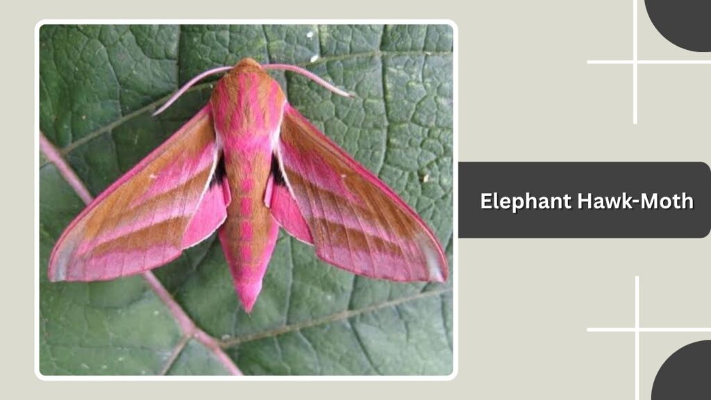 Elephant Hawk-Moth