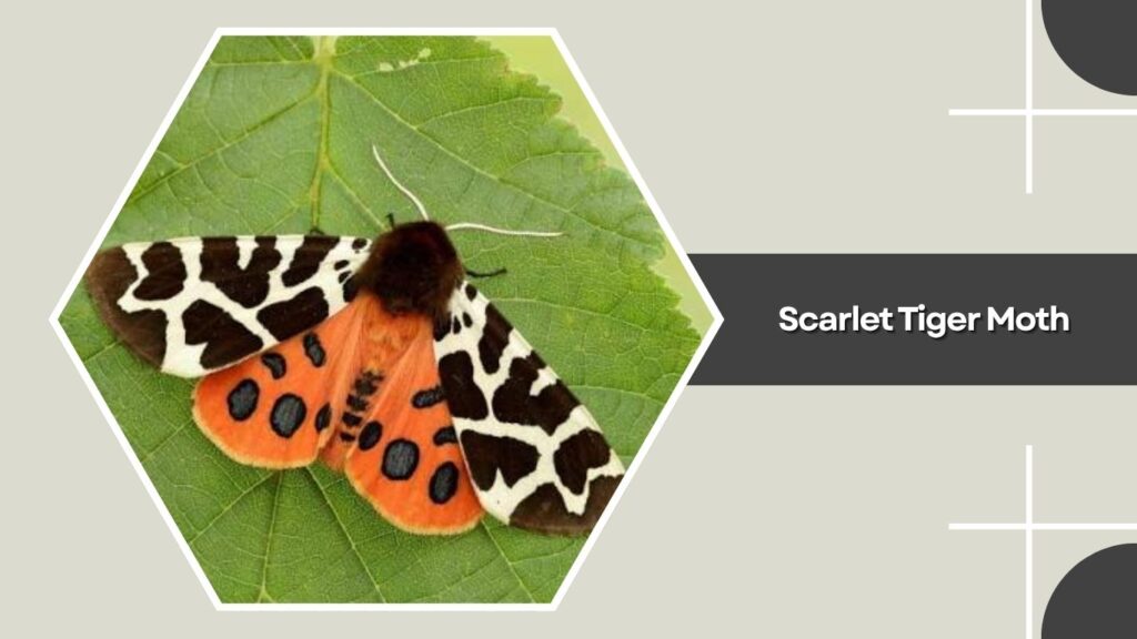Scarlet Tiger Moth
