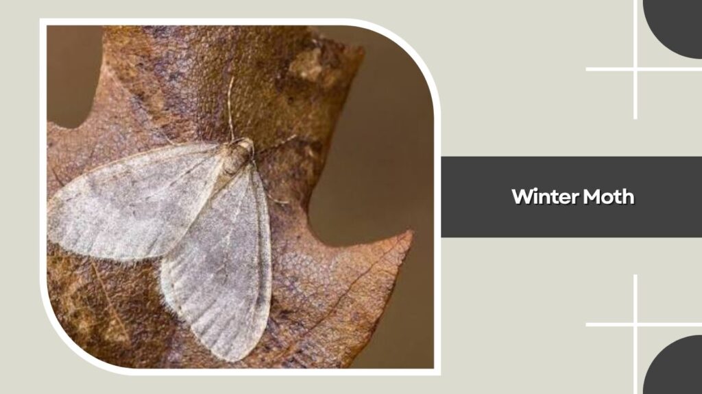 Winter Moth