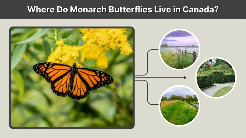 Where Do Monarch Butterflies Live in Canada?