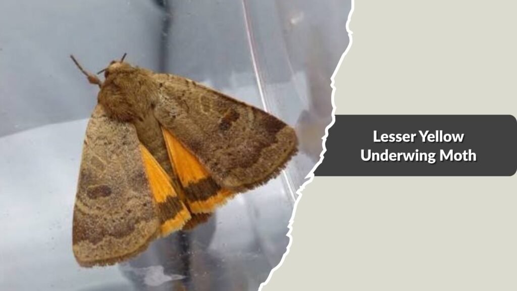 Lesser Yellow Underwing Moth