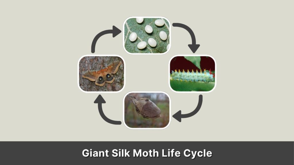 Giant Silk Moth Life Cycle