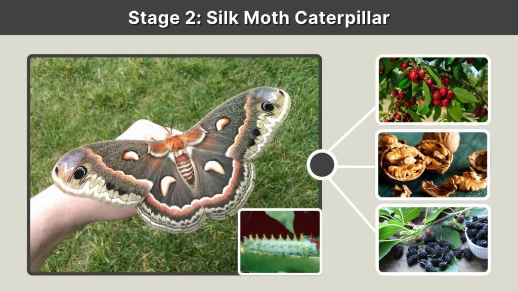 Stage 2: Silk Moth Caterpillar