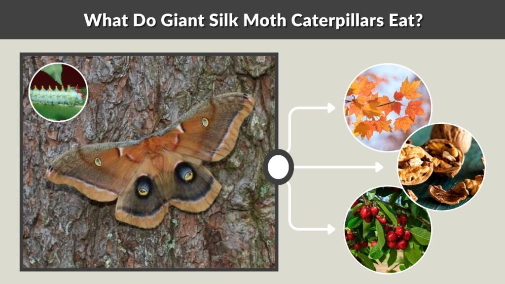 What Do Giant Silk Moth Caterpillars Eat?