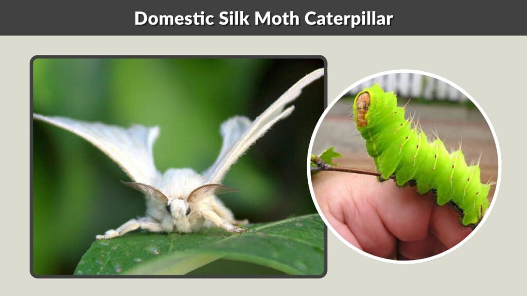 Domestic Silk Moth Caterpillar