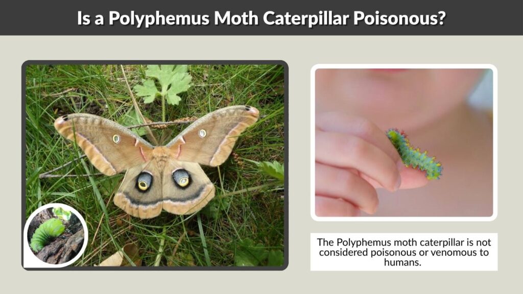 Is a Polyphemus Moth Caterpillar Poisonous?