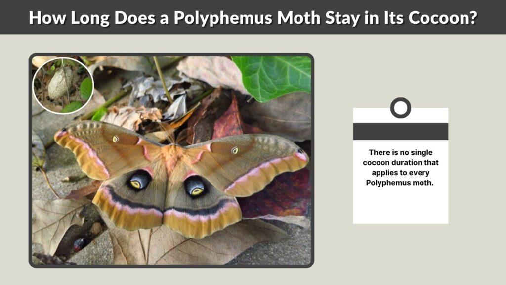 How Long Does a Polyphemus Moth Stay in Its Cocoon?