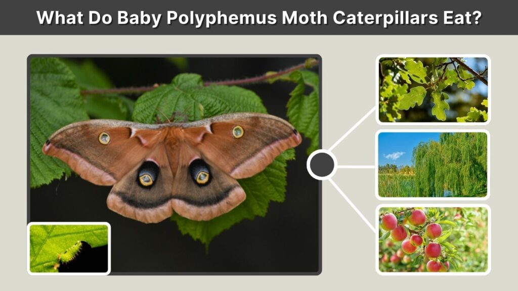 What Do Baby Polyphemus Moth Caterpillars Eat?