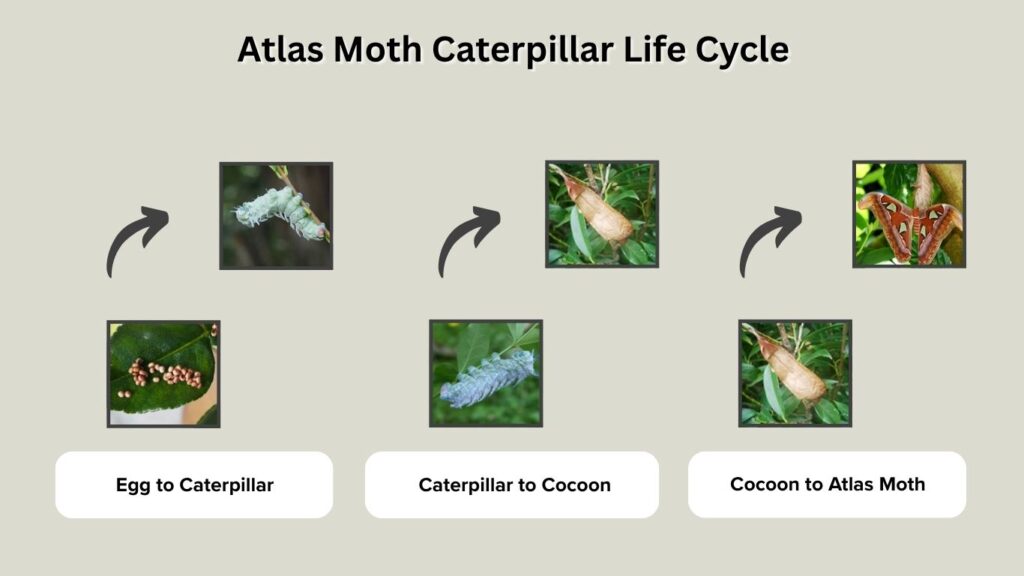 Atlas Moth Caterpillar Life Cycle