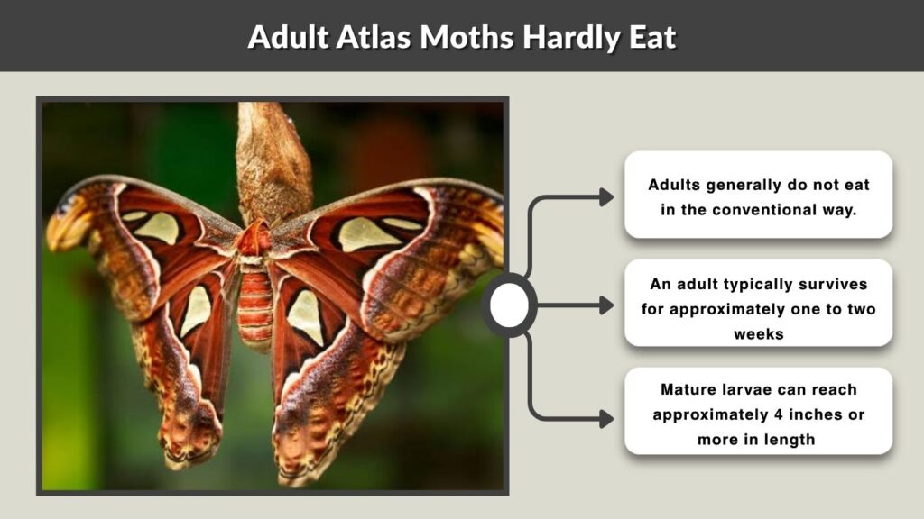Adult Atlas Moths Hardly Eat