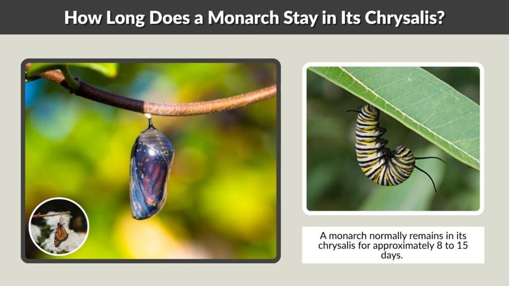 How Long Does a Monarch Stay in Its Chrysalis?