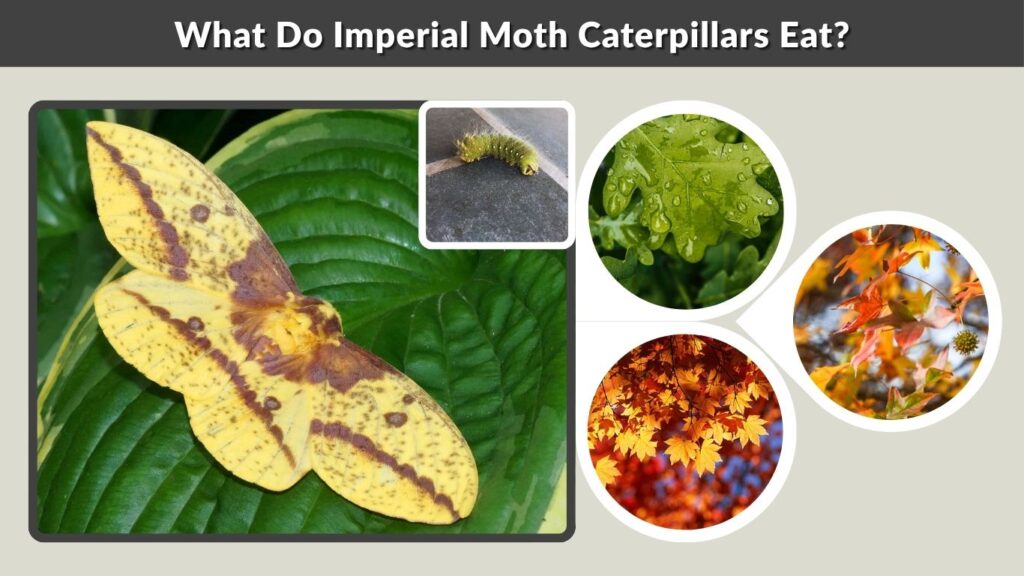 What Do Imperial Moth Caterpillars Eat?