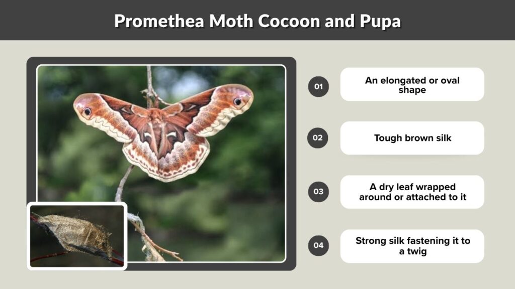 Promethea Moth Cocoon and Pupa