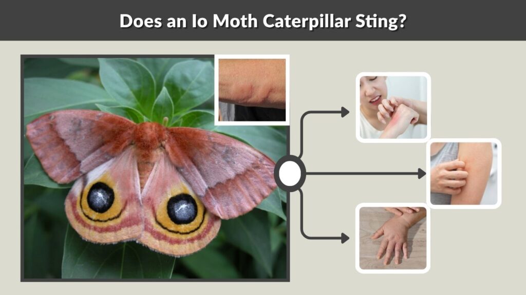 Does an Io Moth Caterpillar Sting?