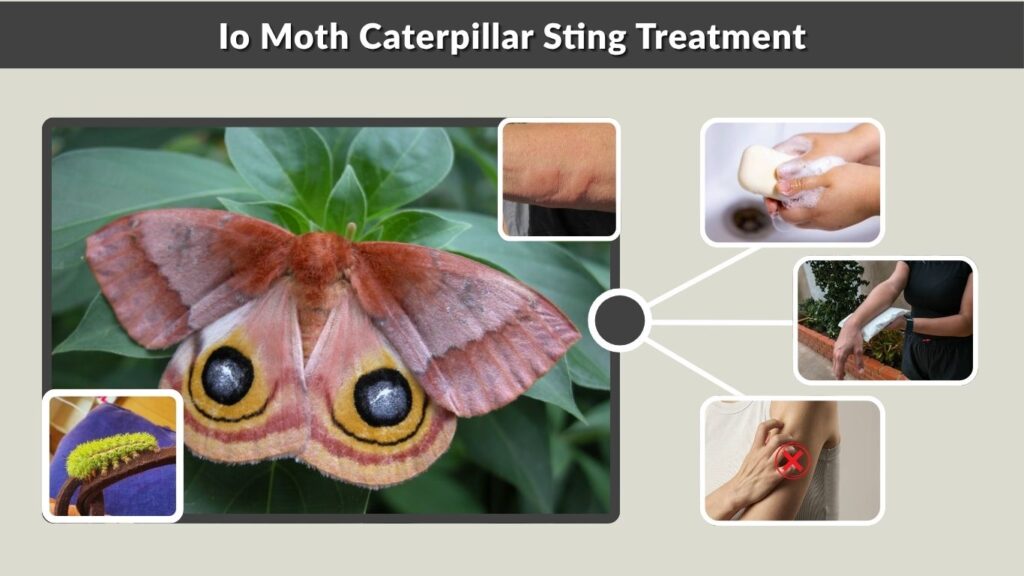 Io Moth Caterpillar Sting Treatment