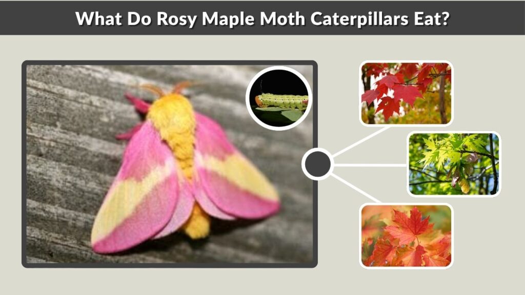 What Do Rosy Maple Moth Caterpillars Eat?