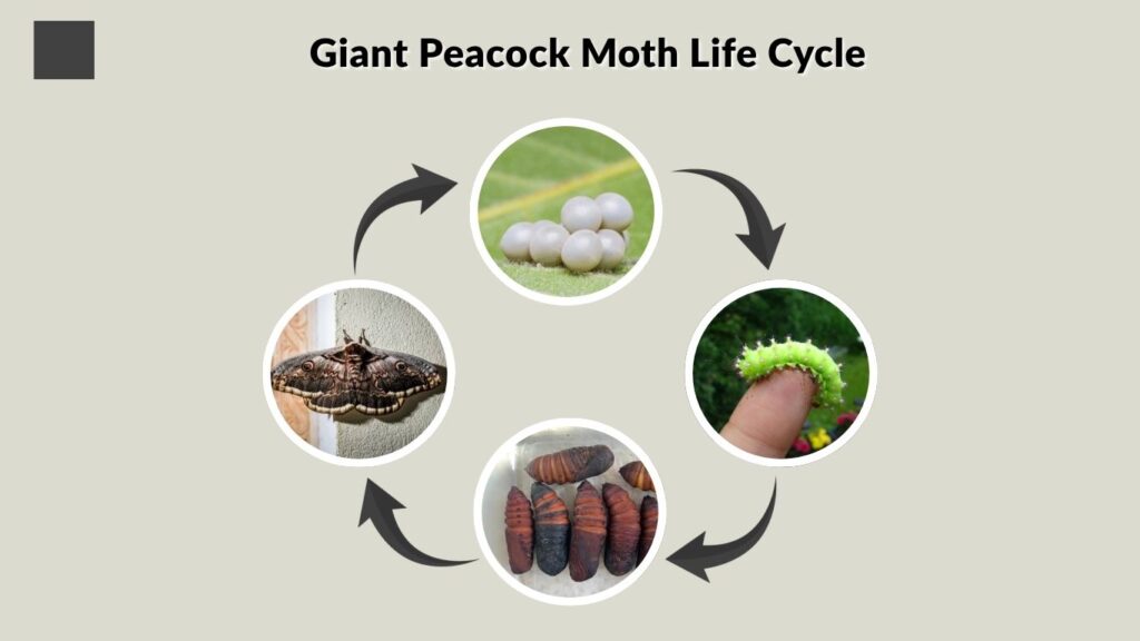 Giant Peacock Moth Life Cycle