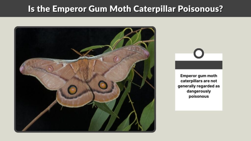 Is the Emperor Gum Moth Caterpillar Poisonous?
