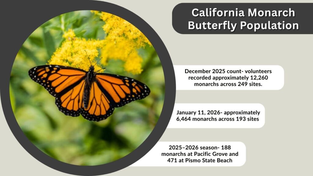 California Monarch Butterfly Population