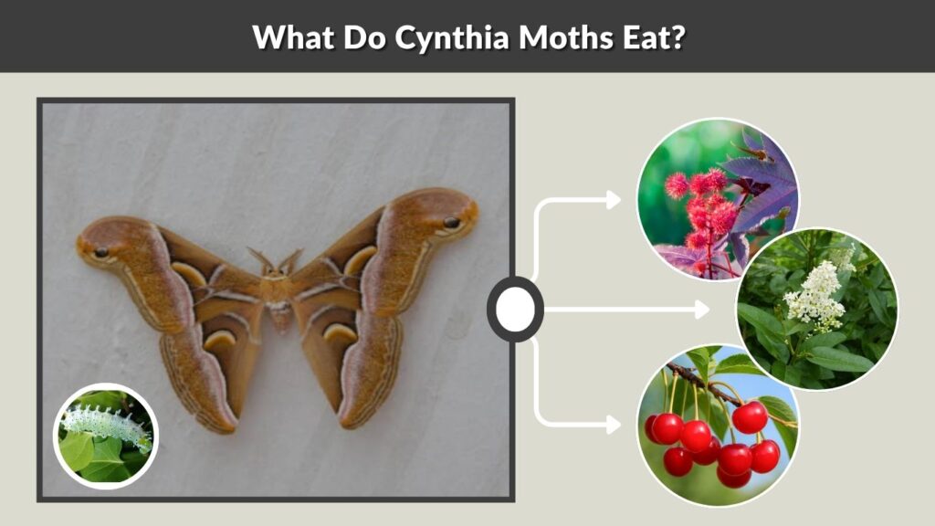 What Do Cynthia Moths Eat?