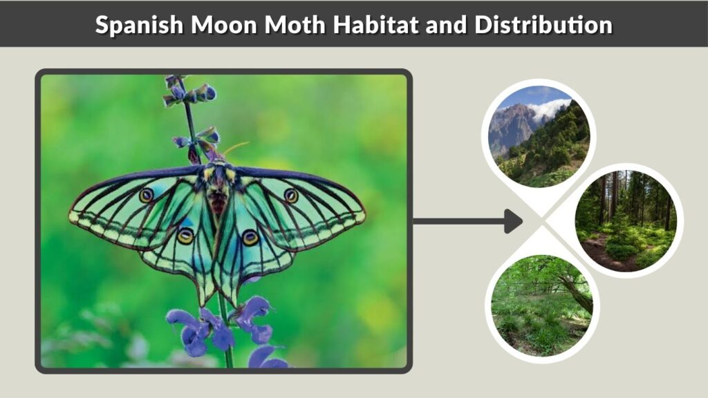 Spanish Moon Moth Habitat and Distribution