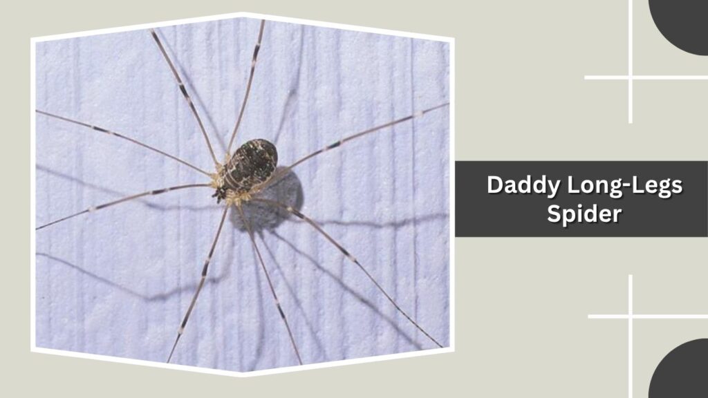 Daddy Long-Legs Spider