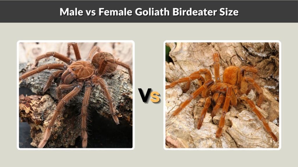 Male vs Female Goliath Birdeater Size