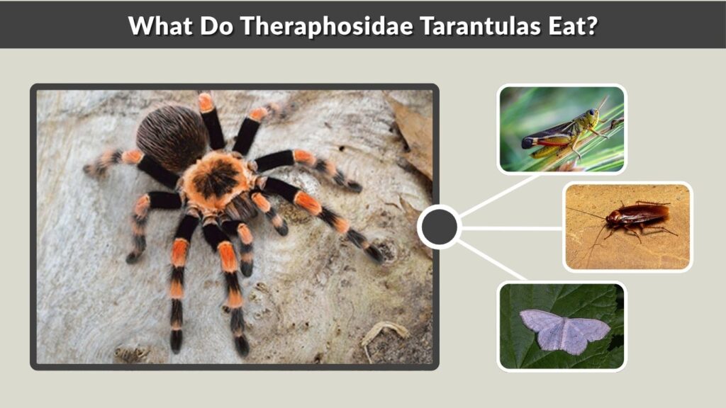 What Do Theraphosidae Tarantulas Eat?