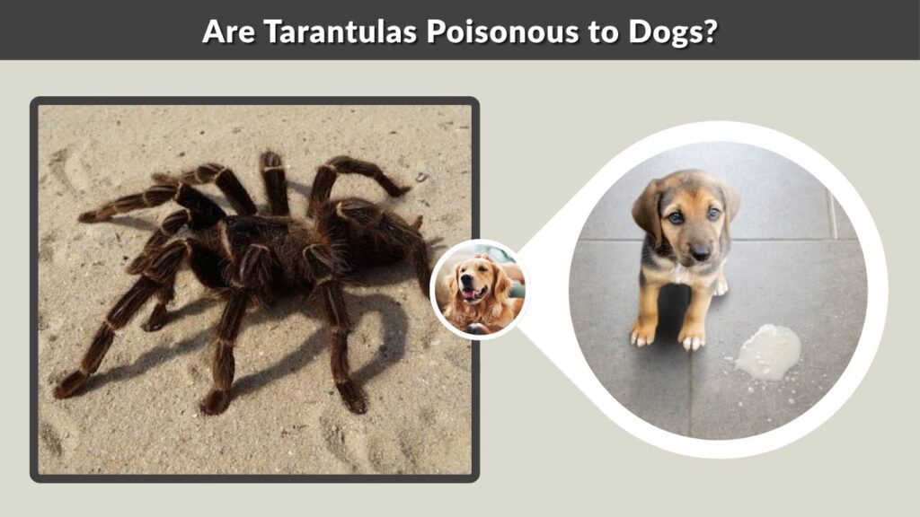 Are Tarantulas Poisonous to Dogs?