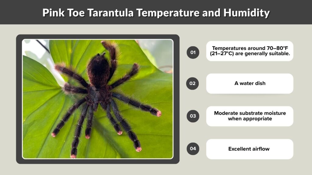 Pink Toe Tarantula Temperature and Humidity