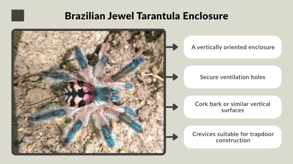 Brazilian Jewel Tarantula Enclosure