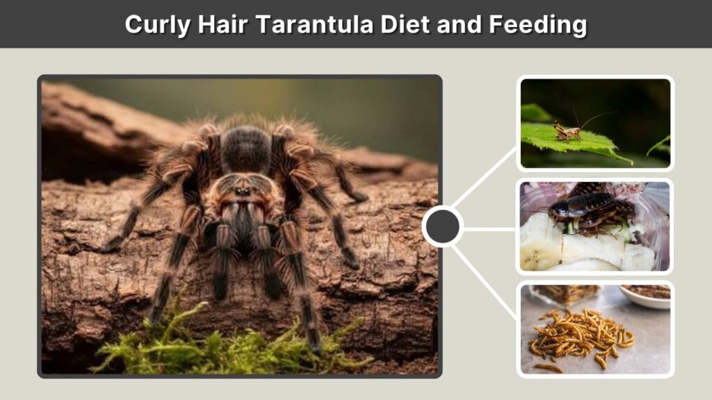 Curly Hair Tarantula Diet and Feeding