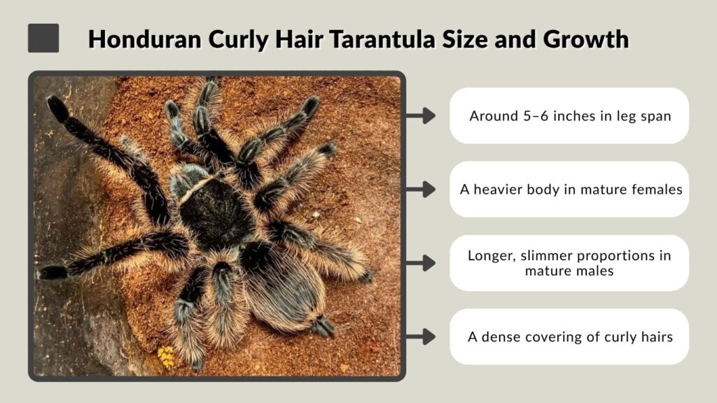 Honduran Curly Hair Tarantula Size and Growth