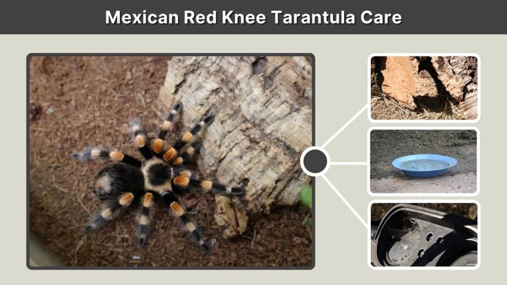 Mexican Red Knee Tarantula Care