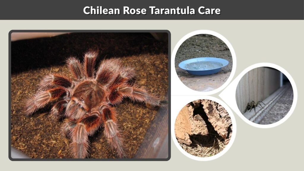 Chilean Rose Tarantula Care