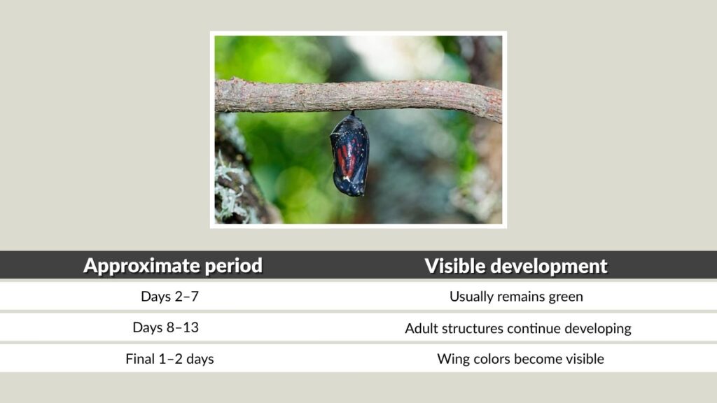 How Long Is a Monarch in Its Chrysalis?