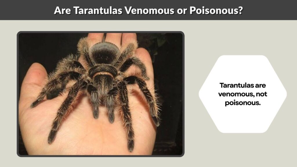 Are Tarantulas Venomous or Poisonous?