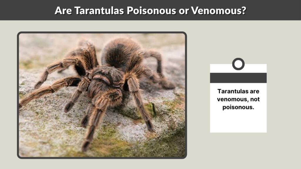 Are Tarantulas Poisonous or Venomous?