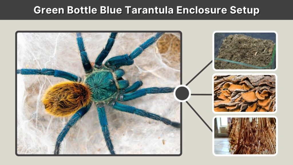 Green Bottle Blue Tarantula Enclosure Setup
