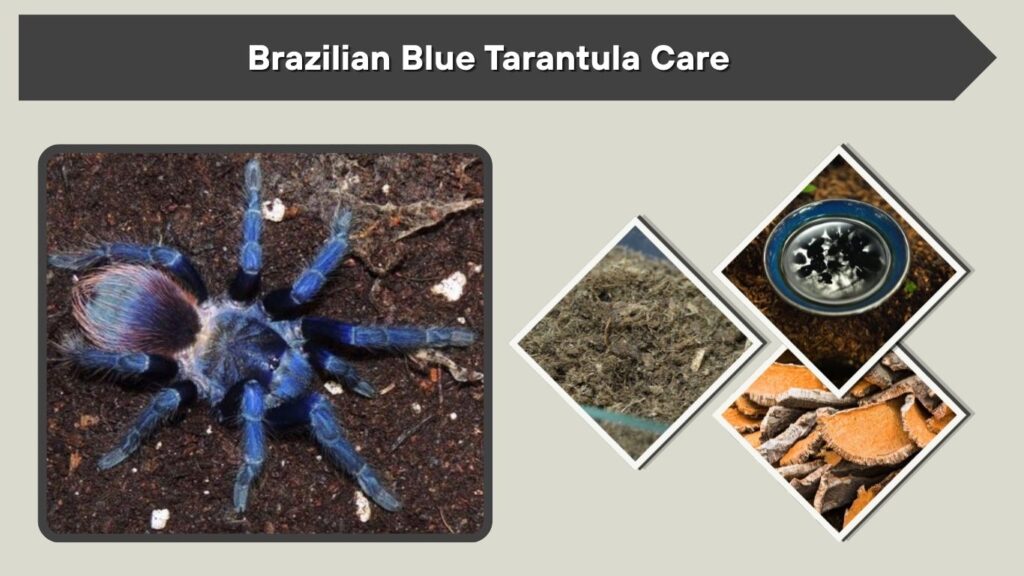 Brazilian Blue Tarantula Care