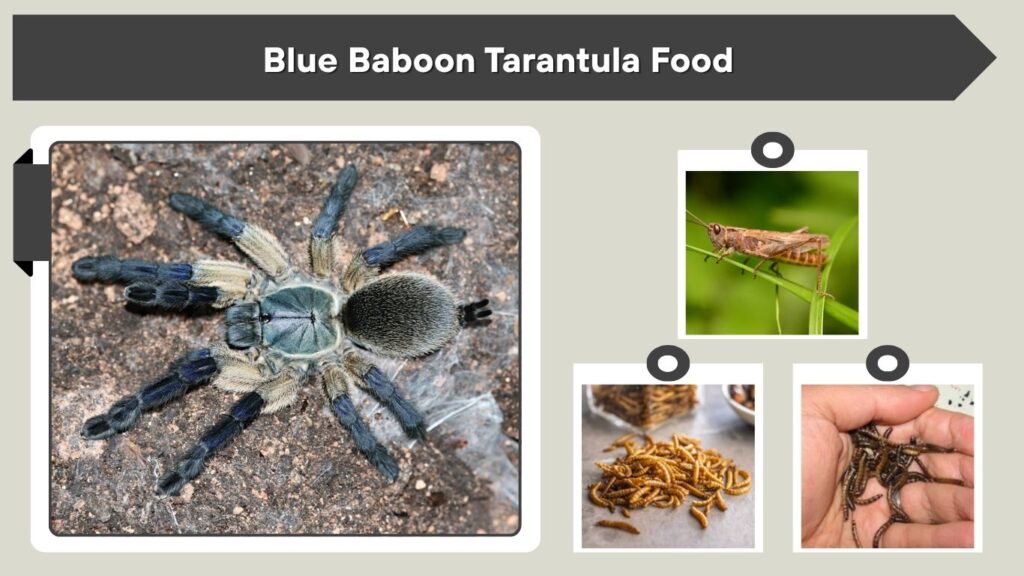 Blue Baboon Tarantula Food